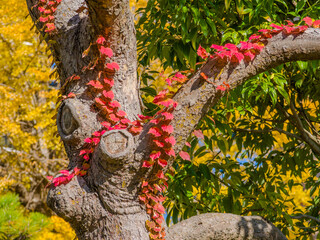 Red Japanese Ivy leaves on a tree bark with a colorful autumn foliage background (Mukojima Hyakkaen Garden, Tokyo, Japan)