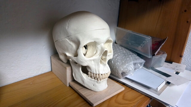 Anatomical skull model in creative artist studio for educational and artistic inspiration