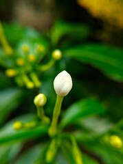 Shrubaceous Flower Bud