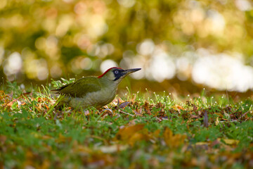 Green woodpecker (Picus viridis) standing on dewy grass, surrounded by soft golden autumn light