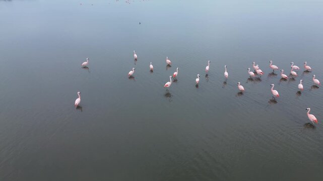 Aerial shot of flamingos in a lagoon in Peru &ndash; Andean flamingos in their natural habitat, surrounded by water reflections under the daylight
