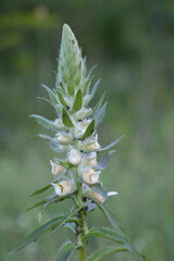 Closeup on a flowering Grecian foxglove flower, Digitalis lunata in the Bulgarian mountains