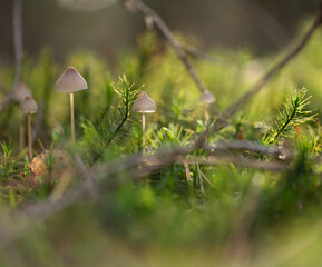 Forest Mushrooms