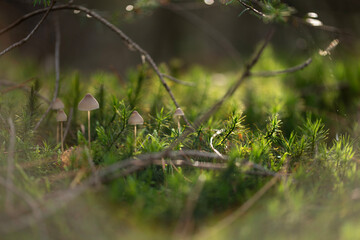 Forest Mushrooms
