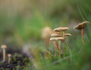 Forest Mushrooms