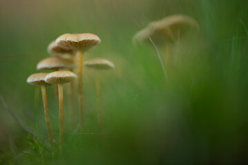 Forest Mushrooms