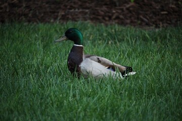 Mallard in the Grass