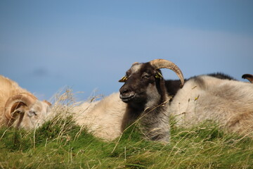 Schafe liegen auf einer Wiese
