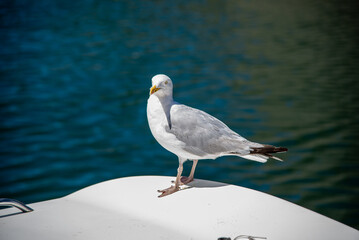 Seabird on boat
