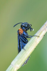 Closeup on a colorful small Bulgarian sawfly, Arge pleuritica perched on a straw of grass against green background