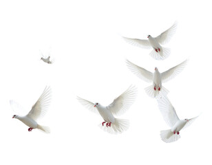 Obraz premium Group of Six Doves Flying in Formation Against Sky Scene PNG