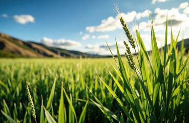 Obraz premium Lush green grass in a sunny field with rolling hills and a bright blue sky