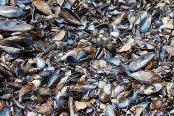 Cabo Polonio Nature — Wildlife, Coast & Landscape Photography	