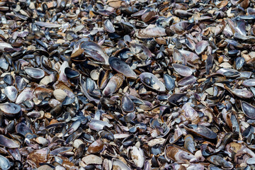 Cabo Polonio Nature — Wildlife, Coast & Landscape Photography