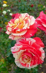 red and yellow flowers