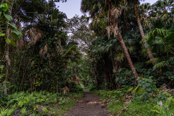 Moanalua Valley Trail , Honolulu, Oahu, Hawaii. Moanalua Stream. Older alluvium. Sand and gravel	
