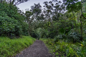 Fototapeta premium Moanalua Valley Trail , Honolulu, Oahu, Hawaii. Moanalua Stream. Older alluvium. Sand and gravel 