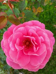 pink rose flower