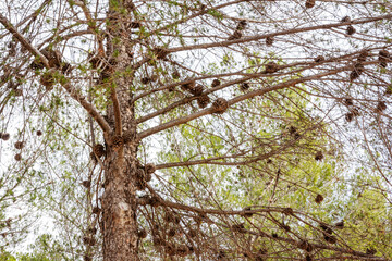 Pine, central part of the trunk, branches with many cones, view from below