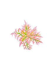 Artificial aquarium plant vivid colors coral pink and green isolated view