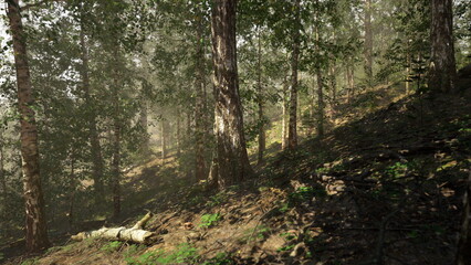 Sunlight filters through tall trees in a lush forest, creating a serene atmosphere. Soft mist lingers among the foliage, highlighting the beauty of nature during early morning hours.