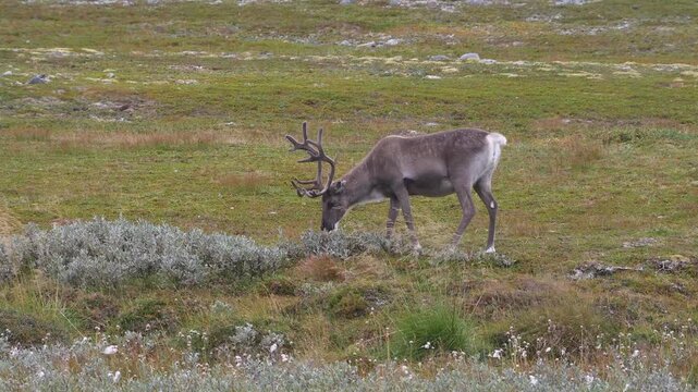reindeer in tundra grazing 154