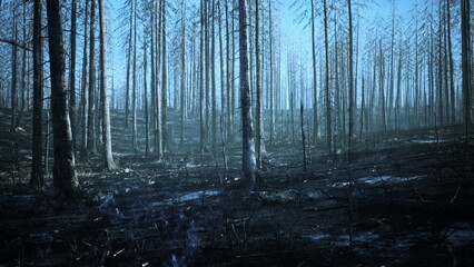 Fototapeta premium Blackened trees stand in silent rows, remnants of a recent wildfire. Light filters through the charred remains, casting eerie shadows on the ground.