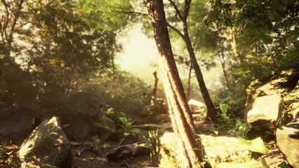 A peaceful forest path is illuminated by soft sunlight, casting warm colors on the rocks and plants. The vibrant greenery creates a tranquil atmosphere, inviting exploration and calmness.