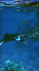 A manta ray swims effortlessly through crystal blue waters, showcasing its elegant movements above vibrant coral formations. Sunlight filters through, illuminating this underwater scene.