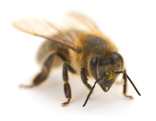 Honey bee covered with pollen isolated on white background