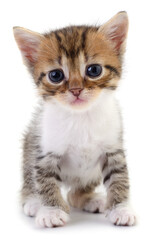 Obraz premium Tabby kitten sitting isolated on white background