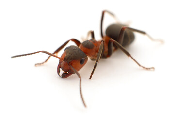 Red wood ant isolated on white background