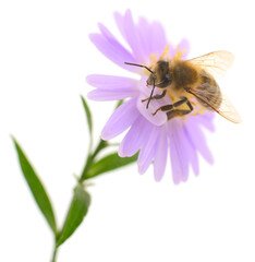 Honey bee collecting nectar from purple flower isolated on white background