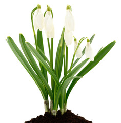Snowdrops flowers with green leaves isolated on white background