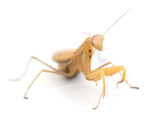 Brown praying mantis isolated on white background