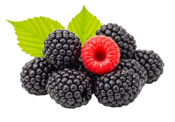 Pile of fresh blackberries and a raspberry isolated on transparent background