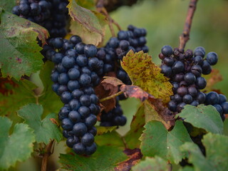 Dark wine grapes hanging with colorful autumn leaves showing peak harvest time in vineyard