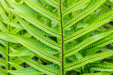 Microsorum grossum is a fern in the family Polypodiaceae. Found in tropical areas of Australia and Oceania. Its Hawaiian name lauaʻe. Moanalua Valley Trail , Honolulu, Oahu, Hawaii. © youli zhao