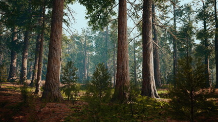 Sunlight filters through the tall trees in a dense forest, creating a serene atmosphere. The ground is covered with rich greenery, inviting exploration and adventure.