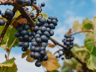 Close-up of mature wine grape cluster against blue sky with autumn foliage
