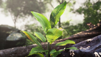 Bright green leaves emerge from a rocky surface in a tranquil forest. Sunlight filters through the trees, creating a peaceful atmosphere. Nature flourishes with life all around.