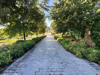 Nandina domestica (heavenly bamboo) shrubs lining a cobblestone pathway shaded by trees in a peaceful garden, displaying green and reddish foliage under bright daylight in an orderly landscape.