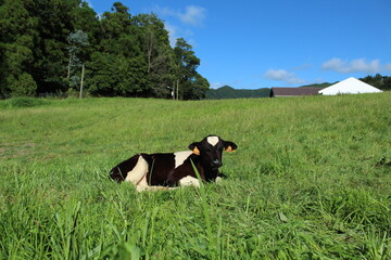 a happy cow down on the grass