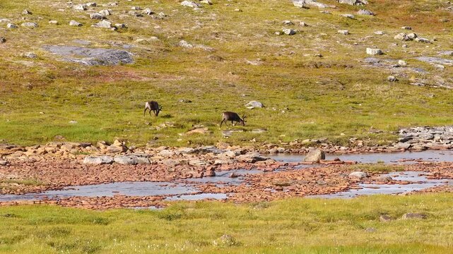 some reindeer grazing on the banks of small river 567