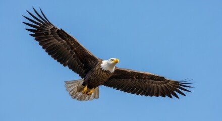 Obraz premium Majestic Bald Eagle Soaring Freely Against a Clear Blue Sky, Wings Fully Extended.