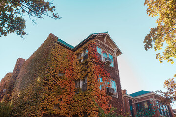 A brick building draped in colorful autumn ivy creates a vibrant cityscape. Sunlight highlights the ivy, windows, and balconies, offering warm texture for architecture, urban, and seasonal themes.