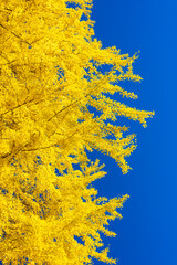 yellow autumn leaves against blue sky