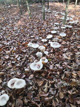 Hexenring im Herbst