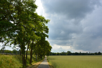 Baumreihe, Weg, Feld, Natur