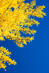 yellow autumn leaves against blue sky